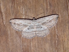 Scioglyptis loxographa