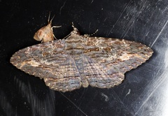 Anisoneura salebrosa