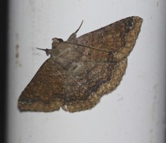 Ericeia sobria