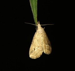 Luceria striata
