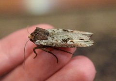 Xylena thoracica