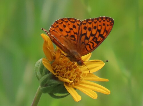 iNaturalist observation photo of Great Basin Fritillary