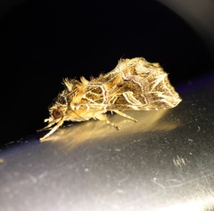 Callopistria exotica