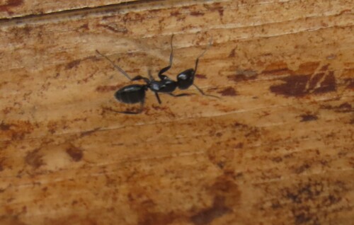 iNaturalist observation photo of Hairy Smooth Carpenter Ant