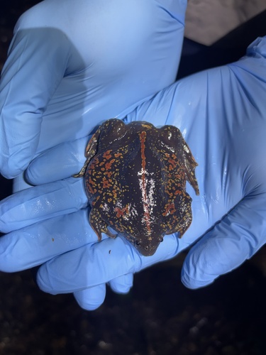 Mexican Burrowing Toad