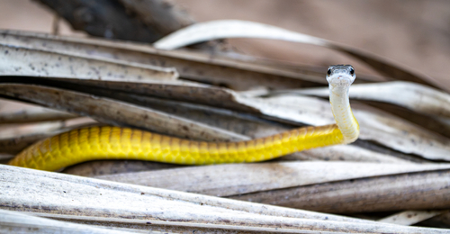 Common Tree Snake