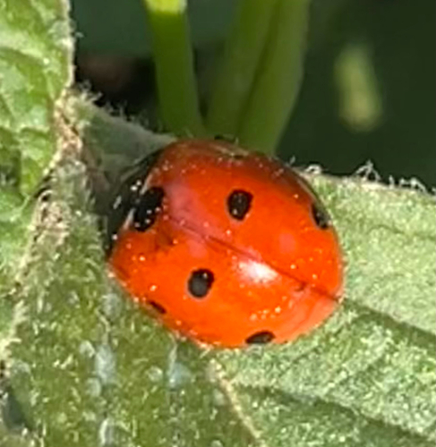 Seven-spotted Lady Beetle