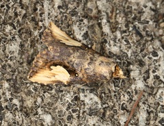 Pseudosphetta fissisigna