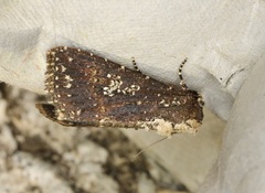 Condica albigutta