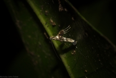 Cyphosticha panconita