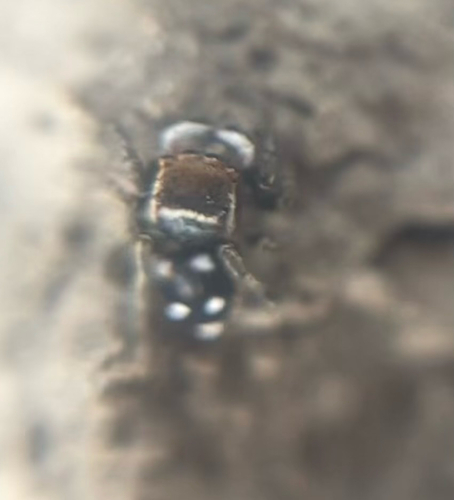 Attulus penicillatus