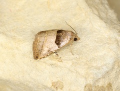 Rivula basalis