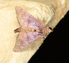 Acidon paradoxa