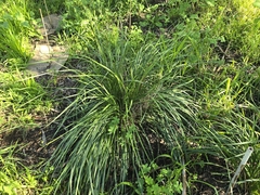 Dianella brevicaulis