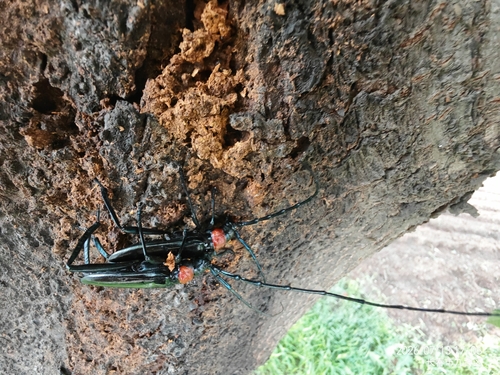 Red necked longhorn beetle