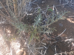 Pelargonium carnosum carnosum