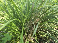 (c) Josh, some rights reserved (CC BY) Dianella brevicaulis, photograph (c) Josh, some rights reserved (CC BY)