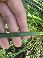 (c) Josh, some rights reserved (CC BY) Dianella brevicaulis, photograph (c) Josh, some rights reserved (CC BY)