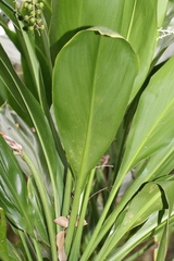 Cordyline manners-suttoniae