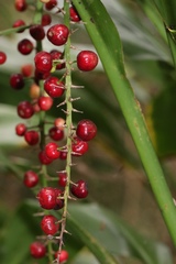 Cordyline manners-suttoniae