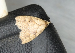 Olulis puncticinctalis