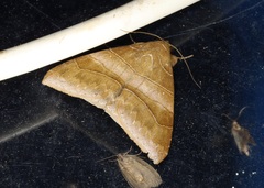 Bastilla absentimacula