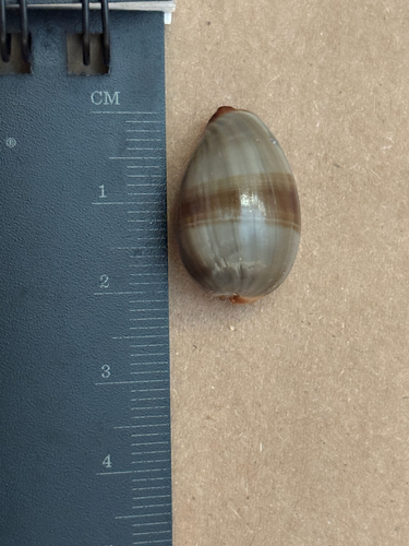 Cypraea caputserpentis observed 2026-07-16