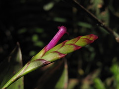 Tillandsia complanata