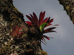 Tillandsia complanata