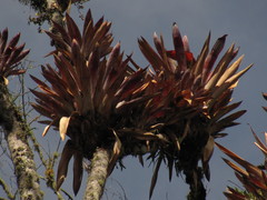 Tillandsia fendleri