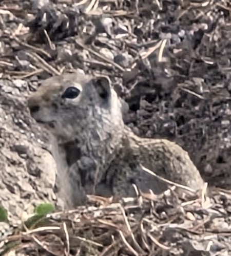 Uinta Ground Squirrel observed by sandrae34242