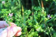 Fumaria bastardii, photograph (c) Joe Dillon, some rights reserved (CC BY)