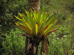Tillandsia fendleri