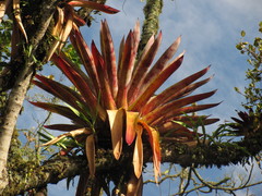 Tillandsia fendleri