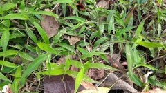 Oplismenus compositus