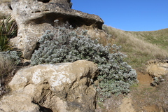 Brachyglottis compacta
