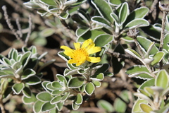 Brachyglottis compacta, photograph (c) Joe Dillon, some rights reserved (CC BY)