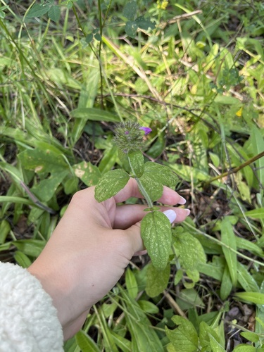 Наблюдение на iNaturalist