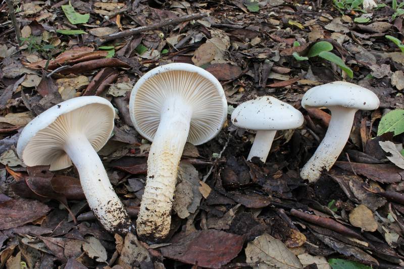 Hygrophorus penarioides