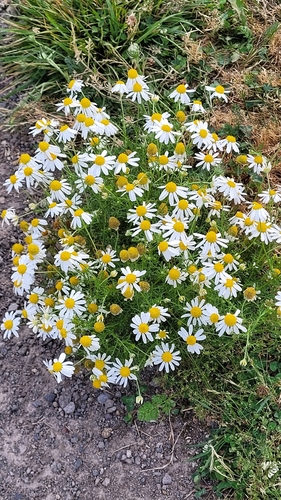 Anthemis cotula, photograph 6