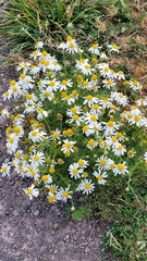 Anthemis cotula, photograph author not stated, no rights reserved