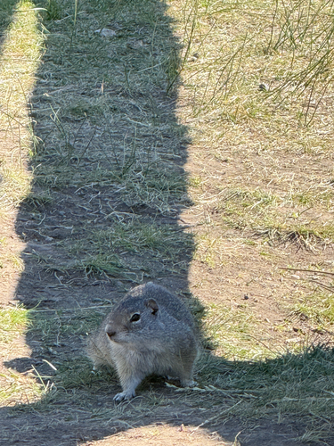 Uinta Ground Squirrel observed by christamt