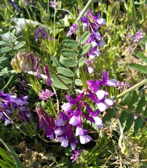 Vicia villosa