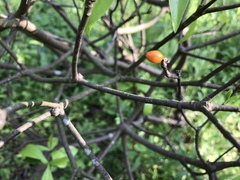 Daphne kiusiana