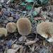 Spiny Puffball - Photo (c) Davide Puddu, some rights reserved (CC BY-NC), uploaded by Davide Puddu