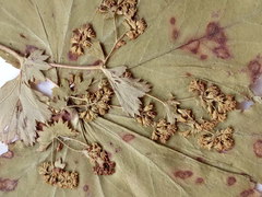 Alchemilla vorotnikovii