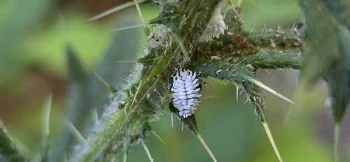 iNaturalist observation photo of Scymnus lacustris