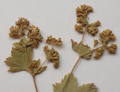 Alchemilla vorotnikovii