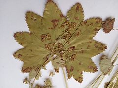 Alchemilla vorotnikovii