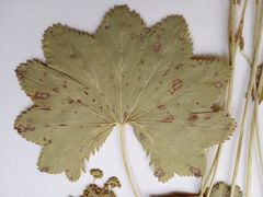 Alchemilla vorotnikovii